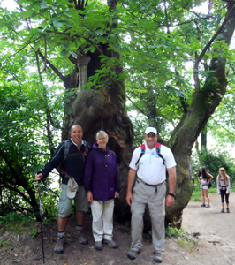 Big Old Tree Between Sarria and Portomarin